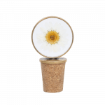 Dried Daisies